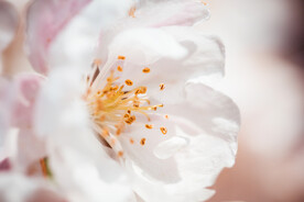 花朵特写