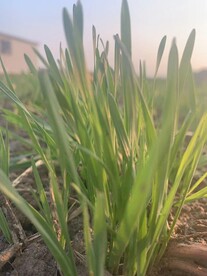 小麦 