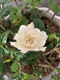 栀子花