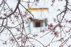 林芝桃花沟 