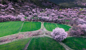 林芝桃花沟