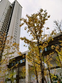枫叶树