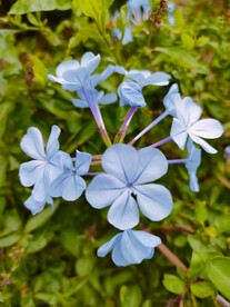 蓝色花