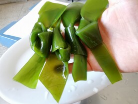 海带结