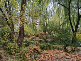 垂柳风景 