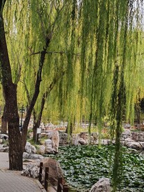 垂柳风景