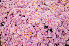 菊花 