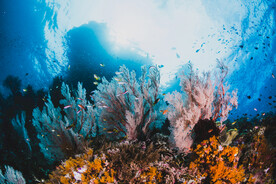 海底世界