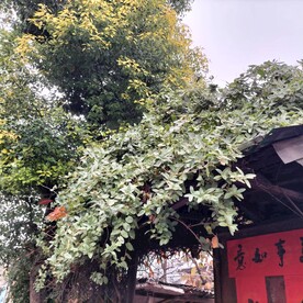 农舍