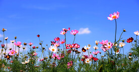 格桑花摄影图