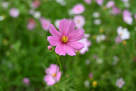 格桑花摄影