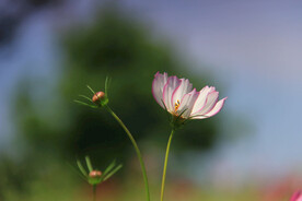 格桑花特写摄影
