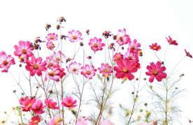美丽的格桑花