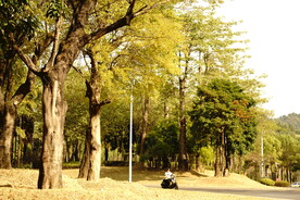 秋景