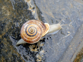 蜗牛