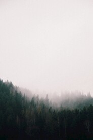 林间