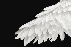 羽毛翅膀素材