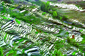 元阳哈尼梯田风光