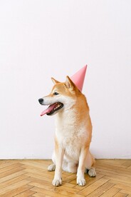 柴犬的生日