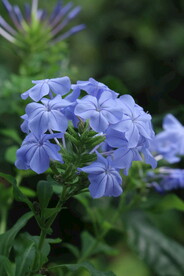 蓝雪花