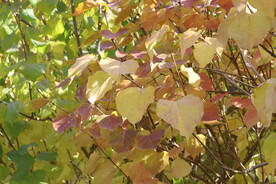 丁香秋叶 