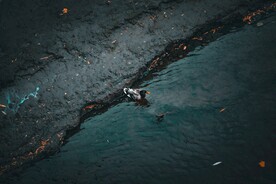 鸭子和水