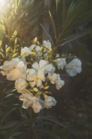 白色花群