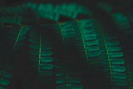 绿色植物叶子