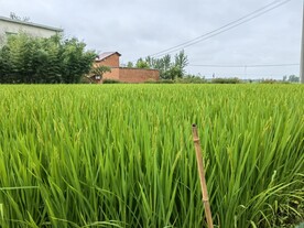 乡村农村稻田农业