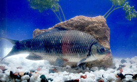 长江岩鲤