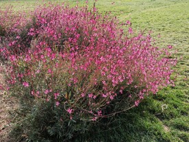 山桃草 