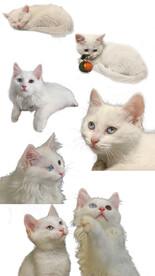 宠物猫素材图片