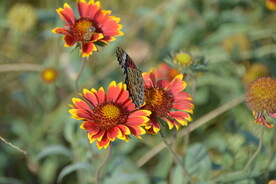 彩色蝴蝶野花丛