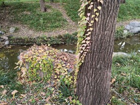 爬墙虎