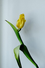 黄水仙
