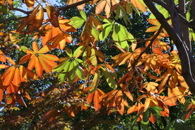 金秋七叶树 