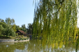 垂柳风景 