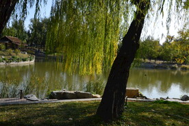 垂柳风景 