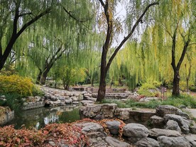 垂柳风景 