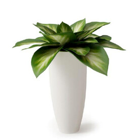 C4D模型  绿色植物 