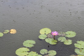 雨中睡莲
