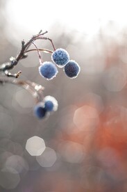 霜冻植物图片
