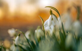 雪滴花