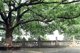 公园大树
