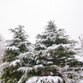 冬季雪松