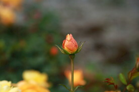 花朵摄影
