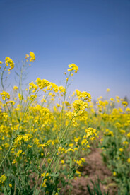 油菜花