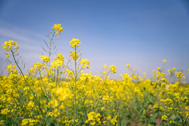 油菜花