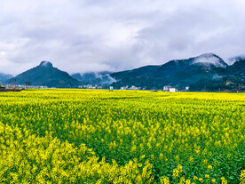 乡村油菜花田