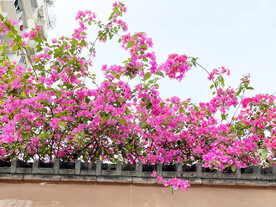 叶子花
